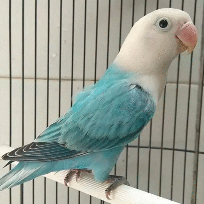 Dilute Masked Love Bird - Image 1