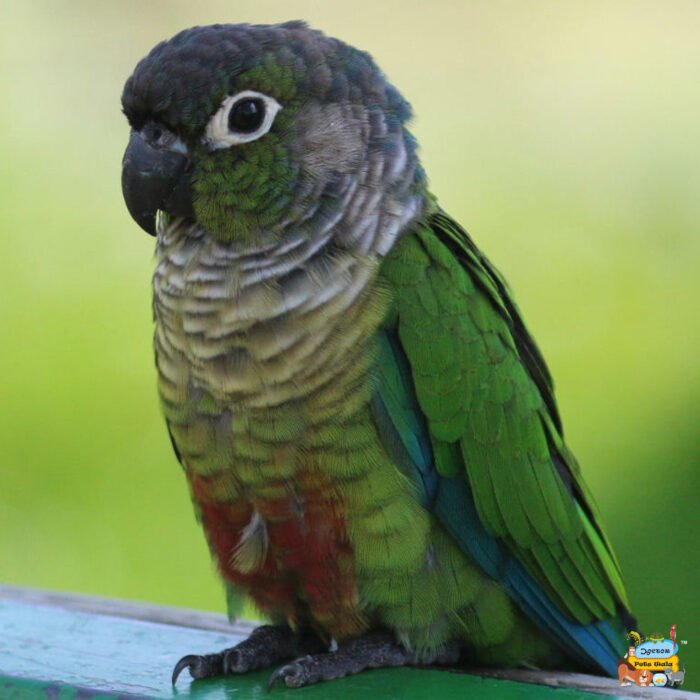 Green Check Conure - Image 1