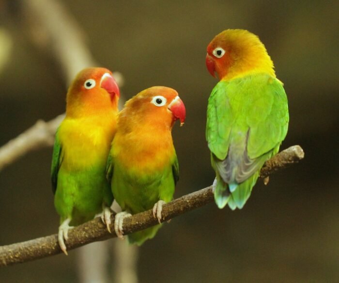 Normal Green Love Bird - Image 1