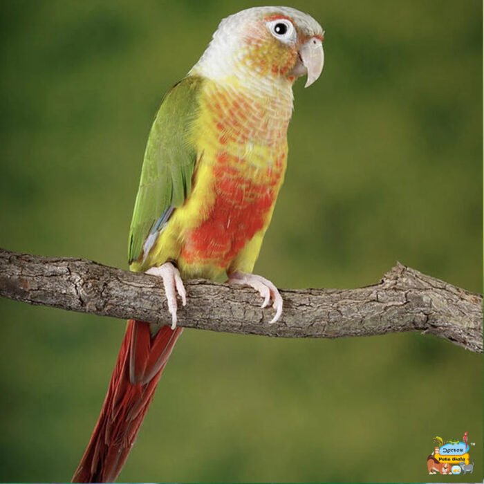 Pineapple Conure - Image 1