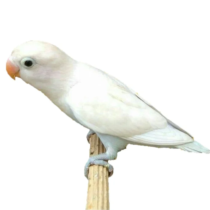 Albino Love Bird - Image 1