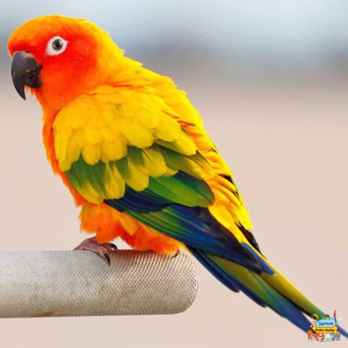 Sun Conure - Image 1