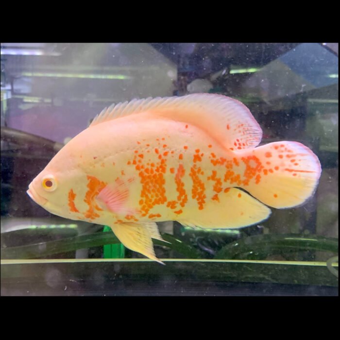 Albino oscar imported small 2.5 inch