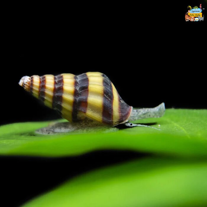 Assassin Snails (Killer Snails) - Image 1
