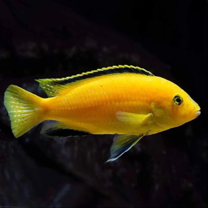 Banana chiclid - Image 1