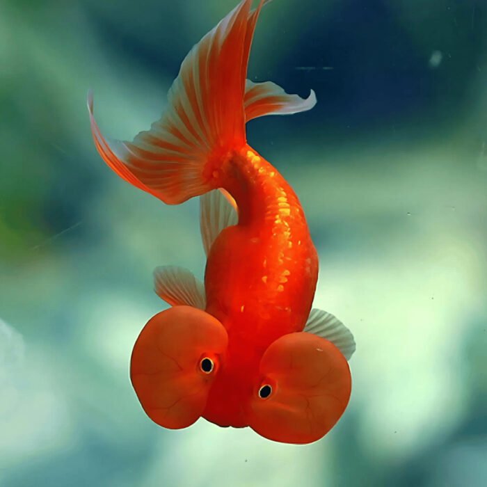 Bubble eye gold fish - Image 1