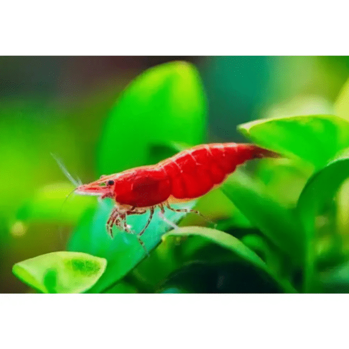 Cherry Red shrimps