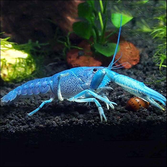Electric Blue