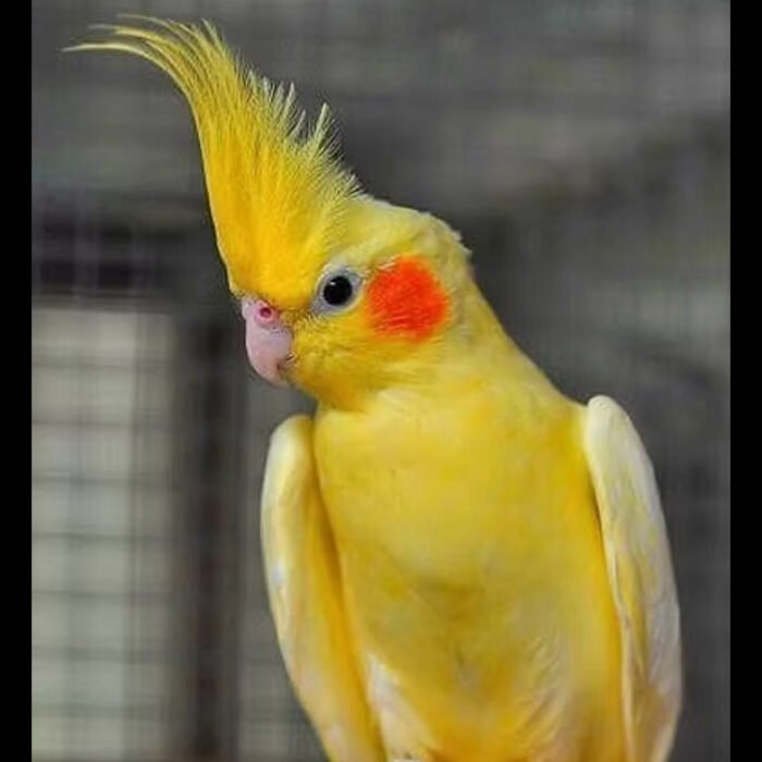 Fully tamed cockateil Lutino pearl - Image 1