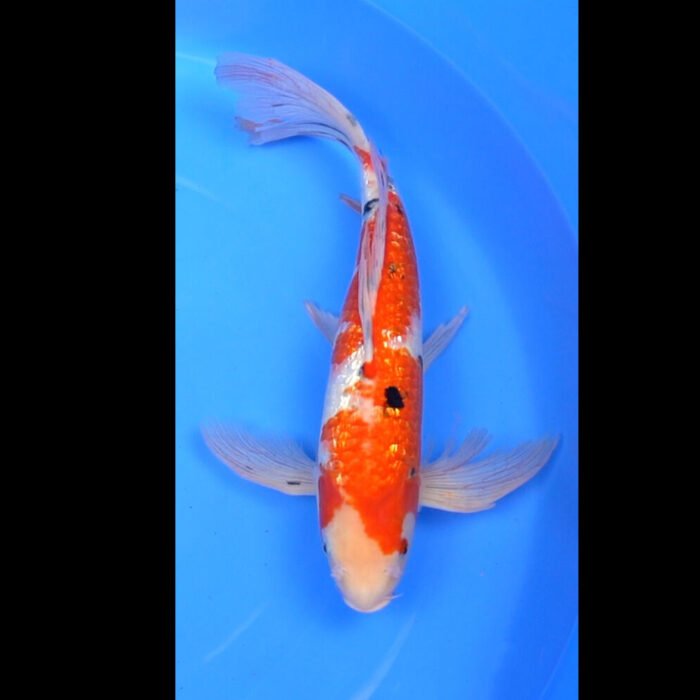 Ginrin big 8" to 10" - Image 1