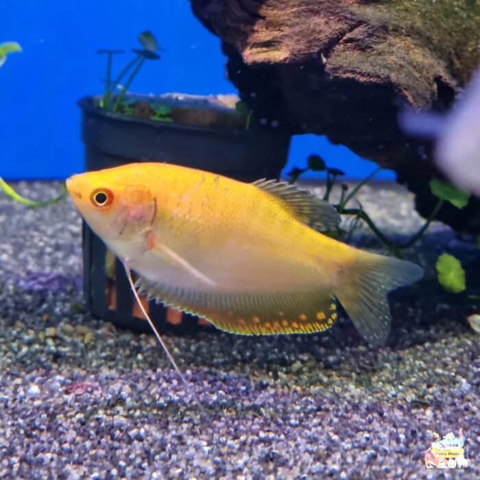 Golden gourami - Image 1