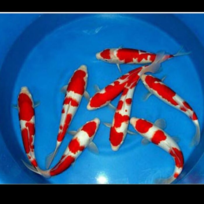 Kohaku 8" to 10" - Image 1