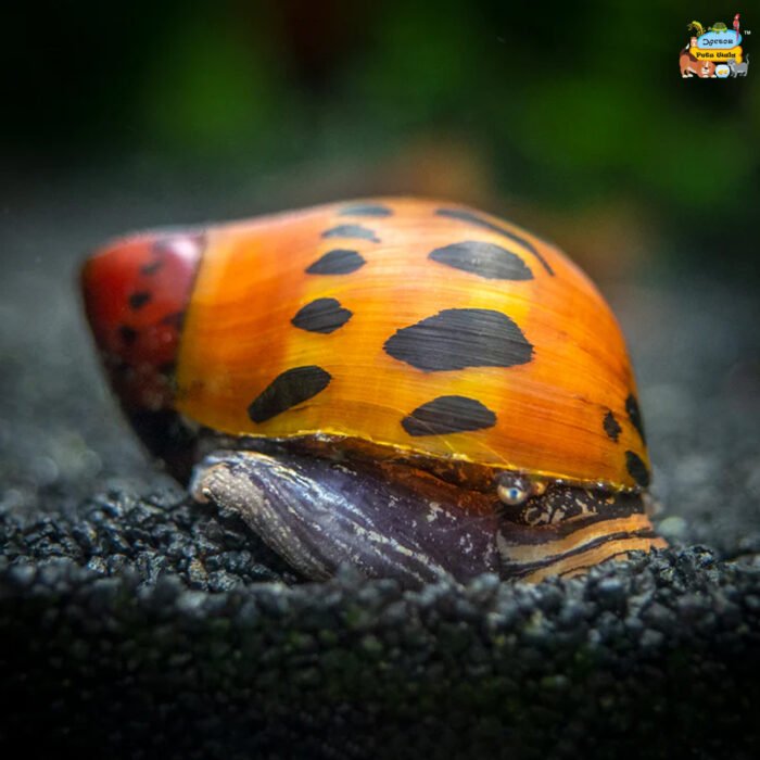 Nerite snail - Image 1