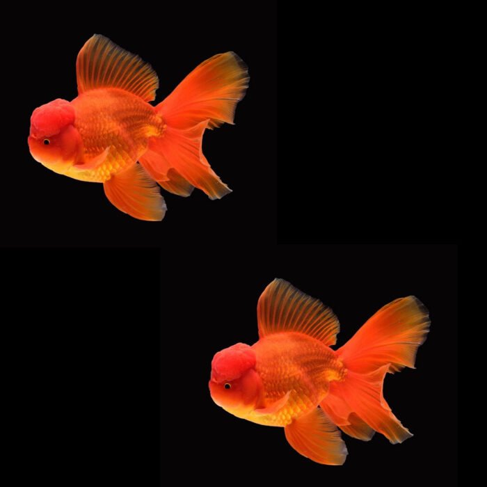 Oranda gold - Image 1