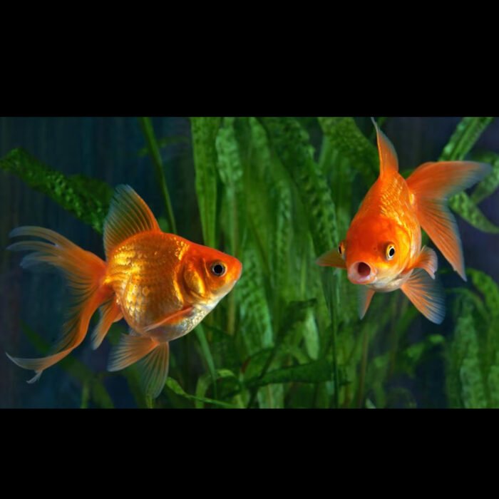 Red Gold fish 4 to 5 inch - Image 1