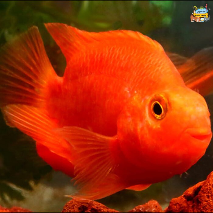 Red parrot 8" - Image 1