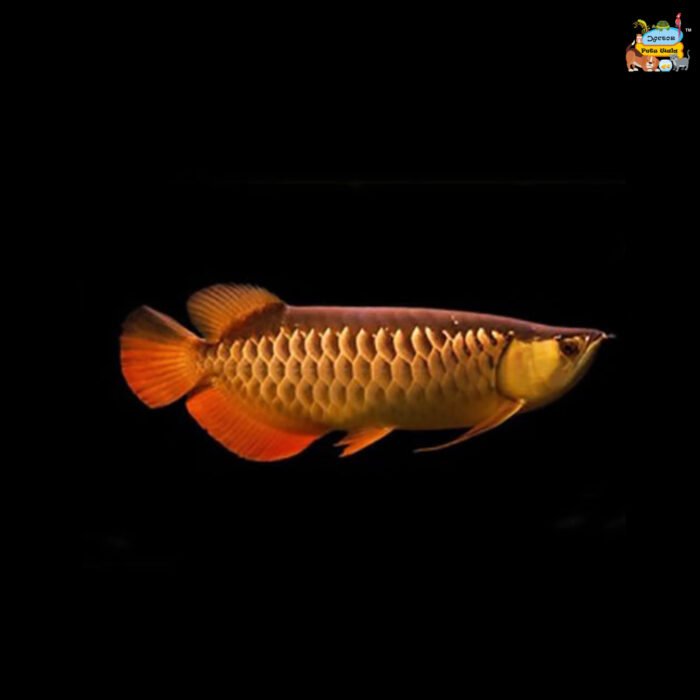 Redtail Golden Arowana (10") - Image 1