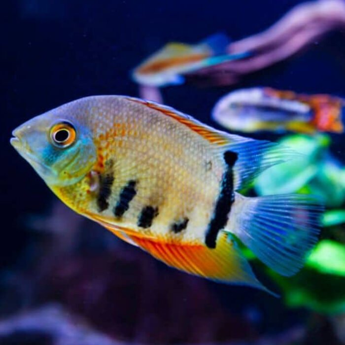 Severum - Image 1