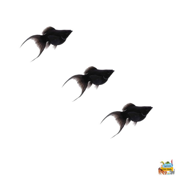 Shorttail mollies - Image 1