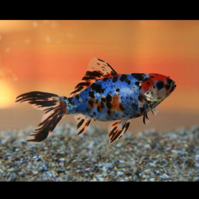 Shubhankin Blue Gold - Image 1