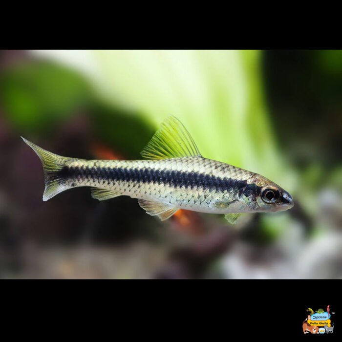 Siamese algae eater - Image 1