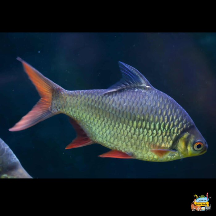 Silver tinfoil barb - Image 1