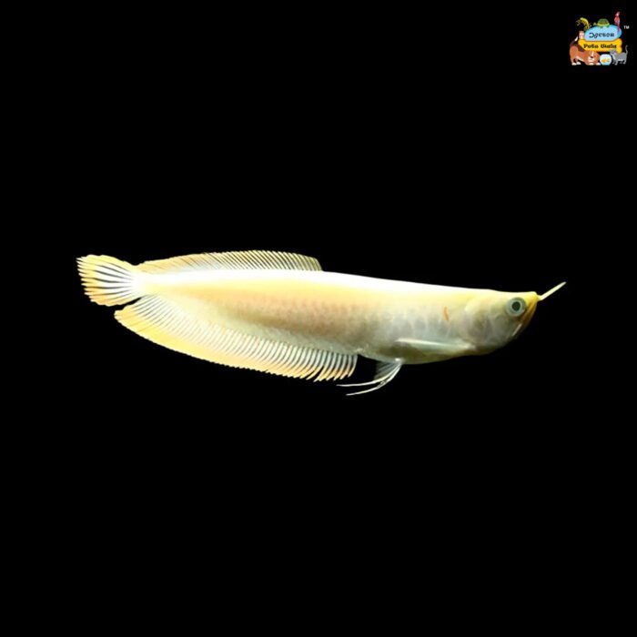 Albino arowana 4" - Image 1