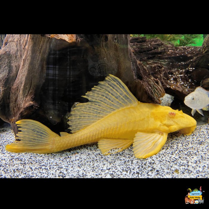 Albino sucker cat fish 2 inch - Image 1