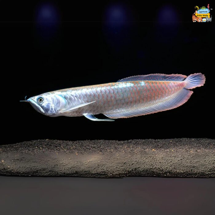 Silver Arowana 5 to 6" - Image 1