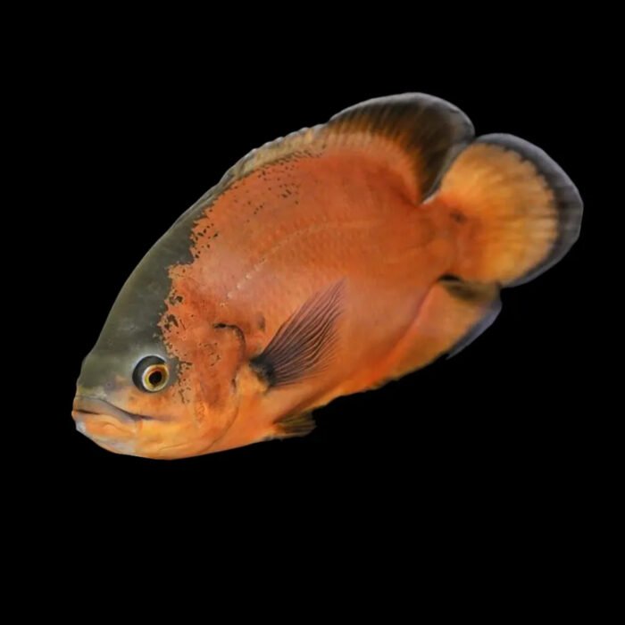 copper os
