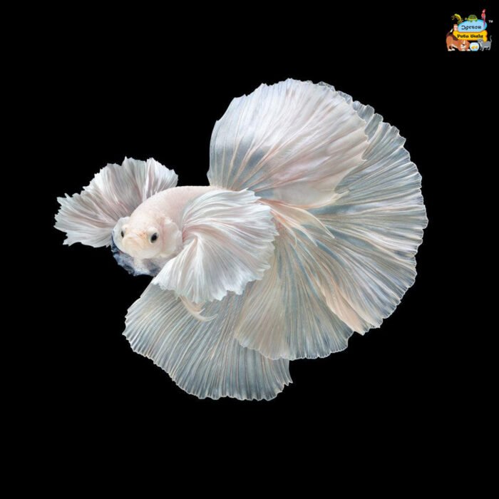 Dumbo ear betta - Image 1