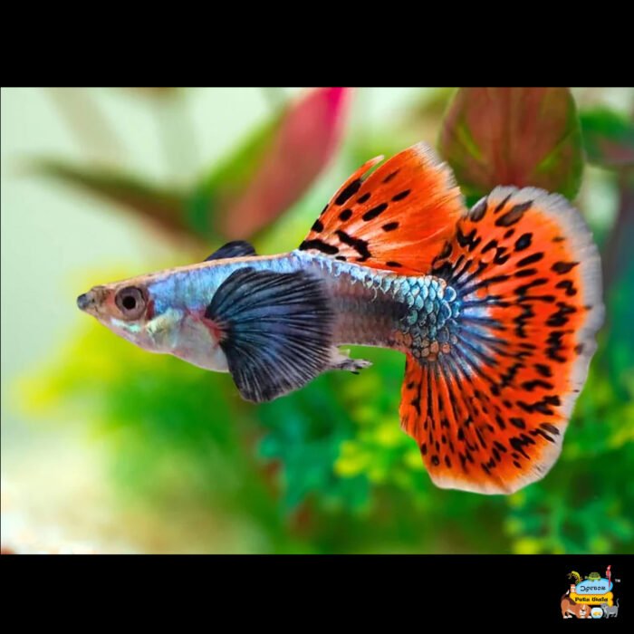 Elephant ear guppy - Image 1