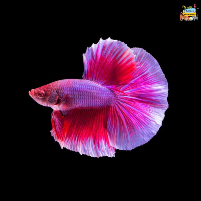 Half moon tail - Image 1