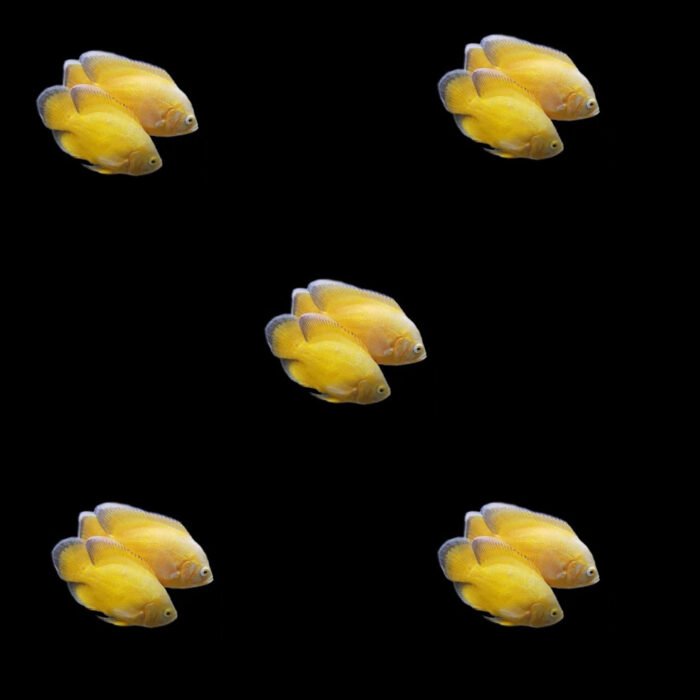 lemon oscar