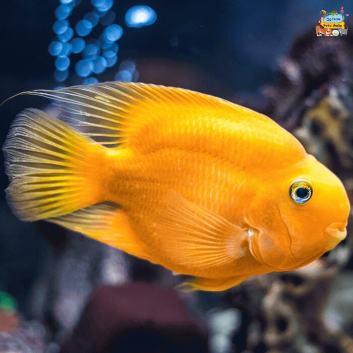 Yellow parrot A grade 2.5 to 3 inch - Image 1