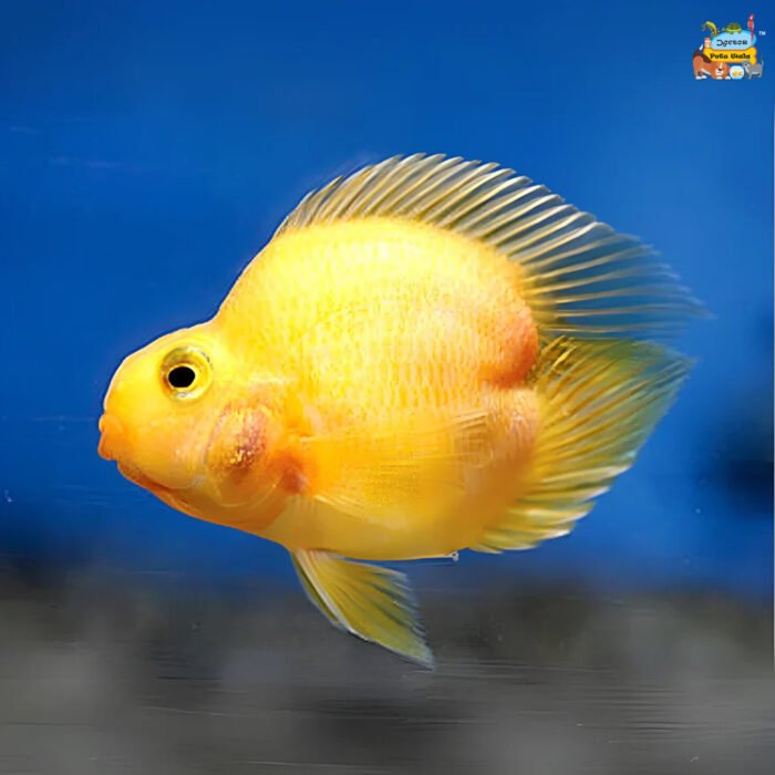 Yellow parrot heart shape - Image 1