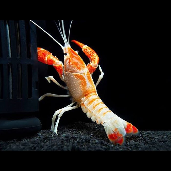 Red Lobster (Crayfish)