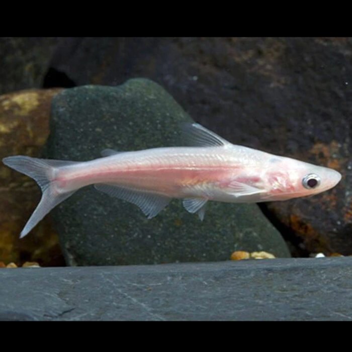 Irredescent Shark 4 to 5 inches Albino - Image 1