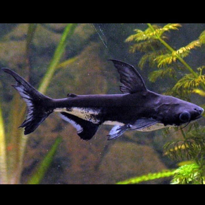 Irredescent Shark 18 inches - Image 1