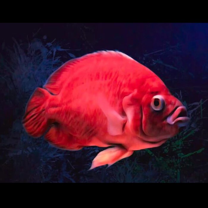 Super red oscar imported - Image 1