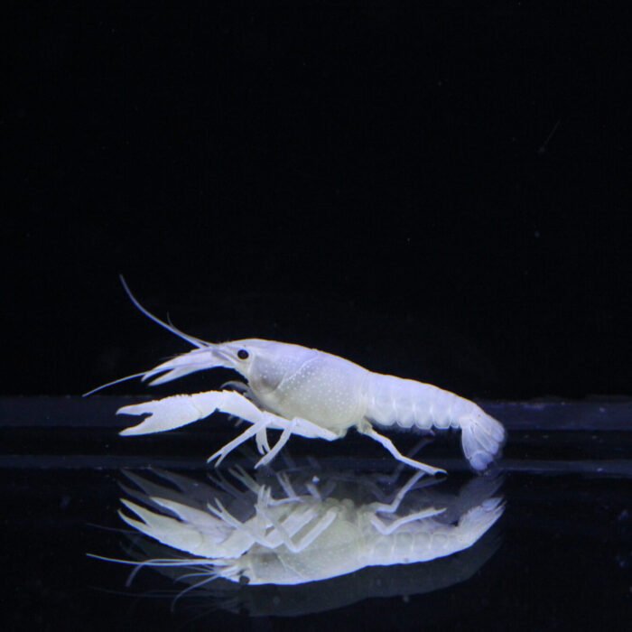 White Lobster - Image 1