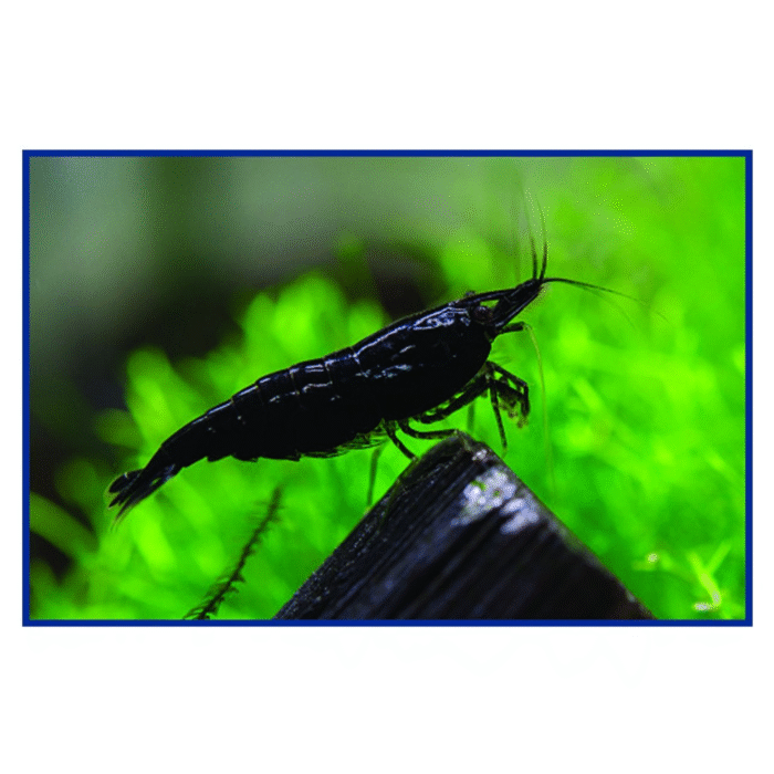 Black shrimps