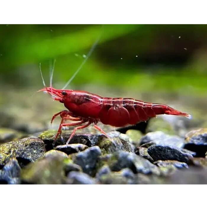 Blood Mary shrimps