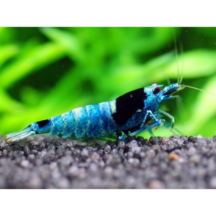 Blue King Kong - Image 1