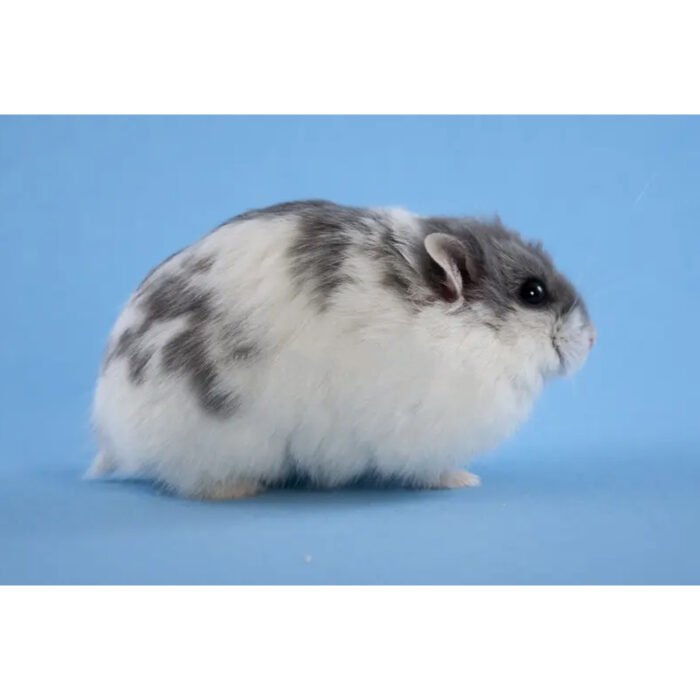 Blue Normal Mottled