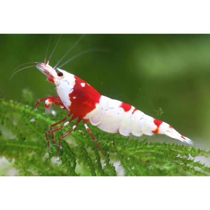 Crystal Red TB AAA - Image 1