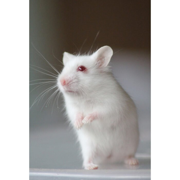 Dwrag Hamsters Albino