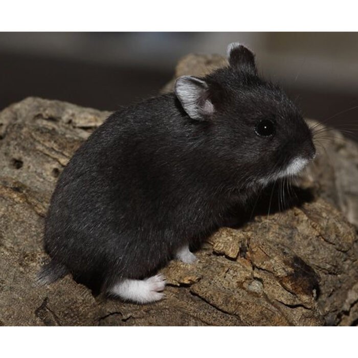 Dwrag Hamsters Black - Image 1