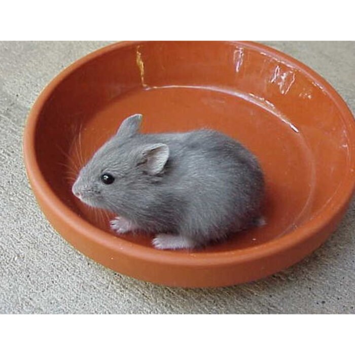 Dwrag Hamsters Blue