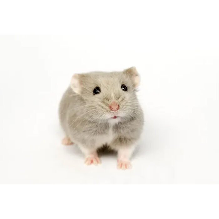 Dwrag Hamsters Opal